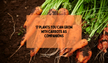 CARROTS AS COMPANION PLANT