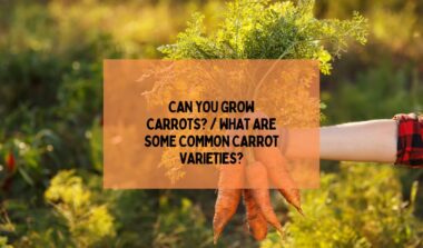 CAN YOU GROW CARROTS? / WHAT ARE SOME COMMON CARROT VARIETIES?