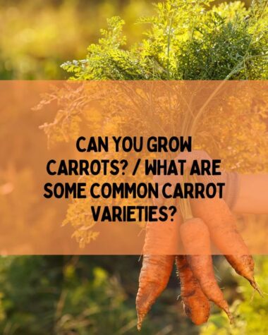CAN YOU GROW CARROTS? / WHAT ARE SOME COMMON CARROT VARIETIES?