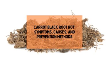 Carrot Black Root Rot