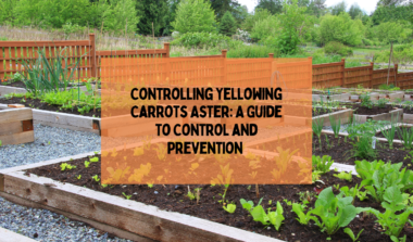 Controlling Yellowing Carrots Aster A Guide to Control and Prevention