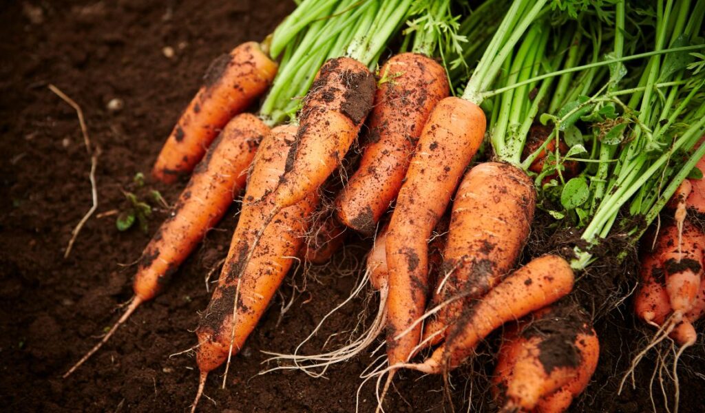 Hercules Carrots