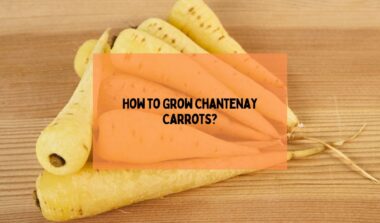 Grow Chantenay Carrots