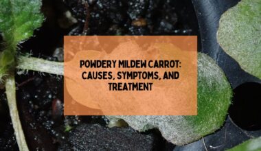 Powdery Mildew Carrot: Causes, Symptoms, and Treatment