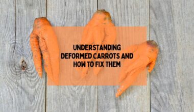 Understanding Deformed Carrots And How To Fix Them