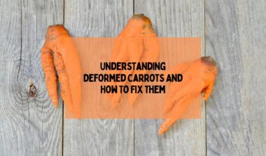 Understanding Deformed Carrots And How To Fix Them