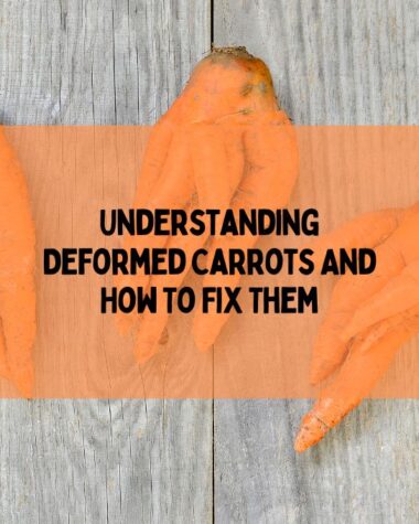 Understanding Deformed Carrots And How To Fix Them