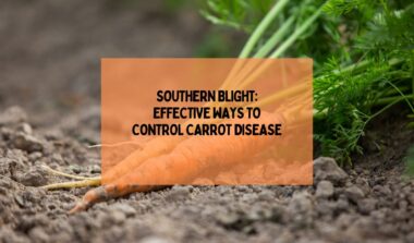 Southern Blight: Effective Ways To Control Carrot Disease