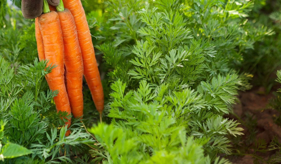Southern Blight: Effective Ways to control carrot disease