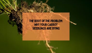 Why Your Carrot Seedlings Are Dying