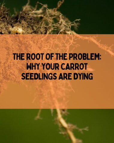 Why Your Carrot Seedlings Are Dying