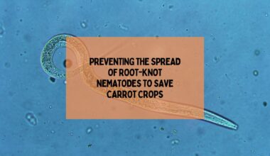 Preventing The Spread Of Root-Knot Nematodes To Save Carrot Crops
