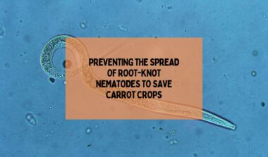 Preventing The Spread Of Root-Knot Nematodes To Save Carrot Crops