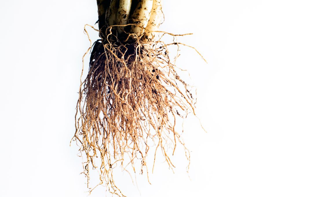 Black Root Rot in Carrots