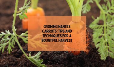 Growing Nantes Carrots