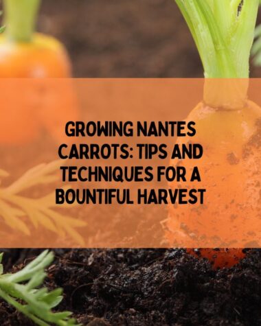 Growing Nantes Carrots