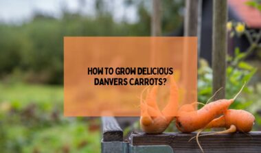 Grow Delicious Danvers Carrots