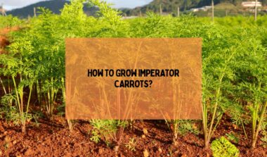 Grow Imperator Carrots