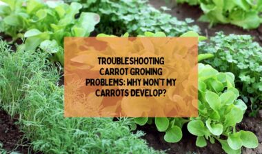 Why Won't My Carrots Develop