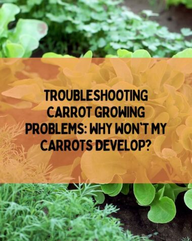 Why Won't My Carrots Develop