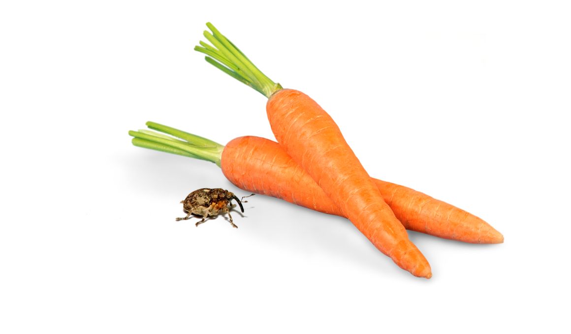 Prevention of Carrot Weevil Infestations