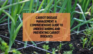 Preventing Carrot Diseases