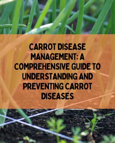 Preventing Carrot Diseases