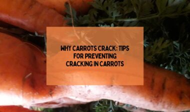 Why Carrots Crack