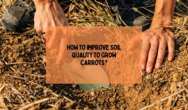 Improve Soil Quality To Grow Carrots