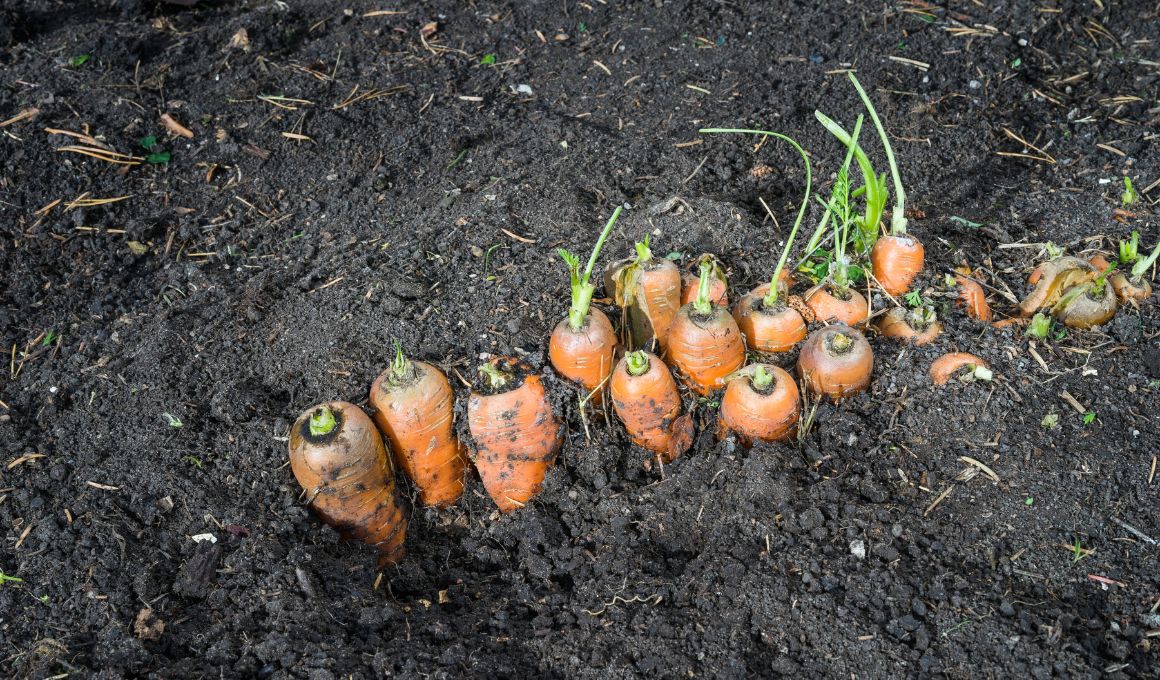 Factors That Determine When to Harvest Carrots