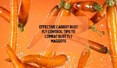 Carrot Rust Fly Control
