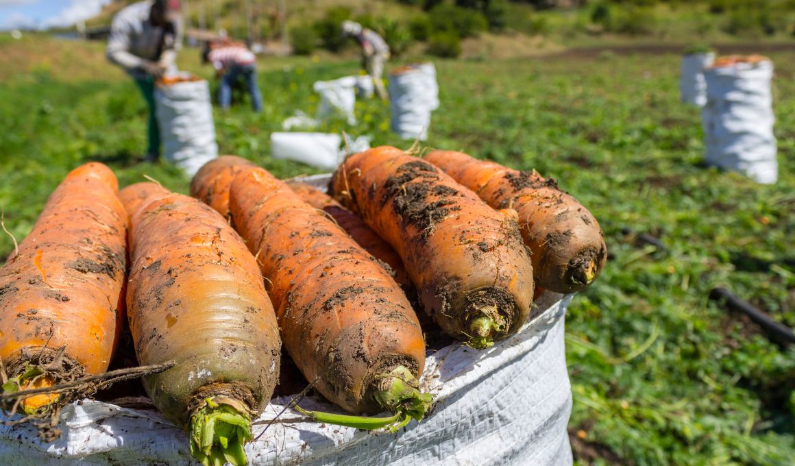 Harvest The Carrots