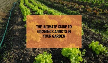 Guide To Growing Carrots