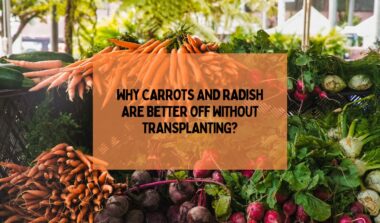 Carrots And Radish Are Better Off Without Transplanting