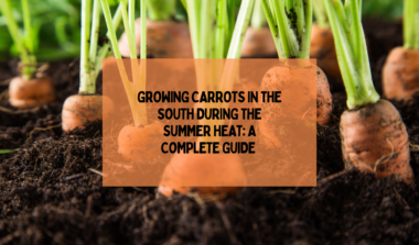 Growing Carrots In The South During The Summer Heat