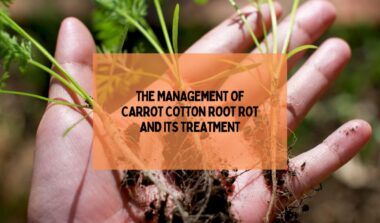 The Management Of Carrot Cotton Root Rot And Its Treatment