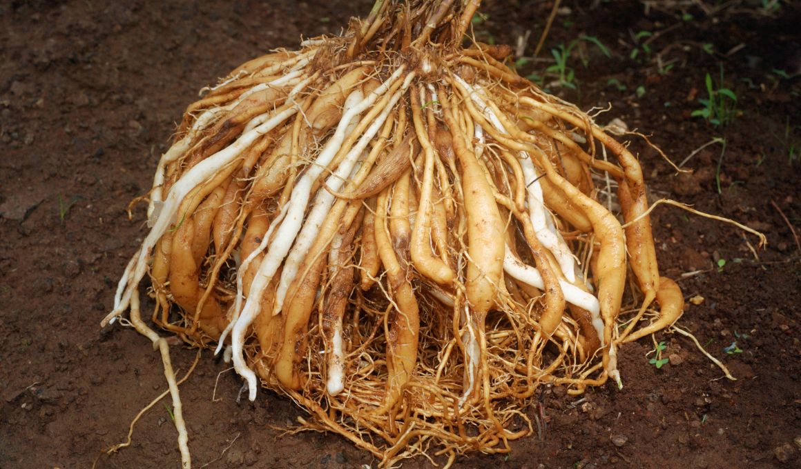 Carrot Cotton Root Rot