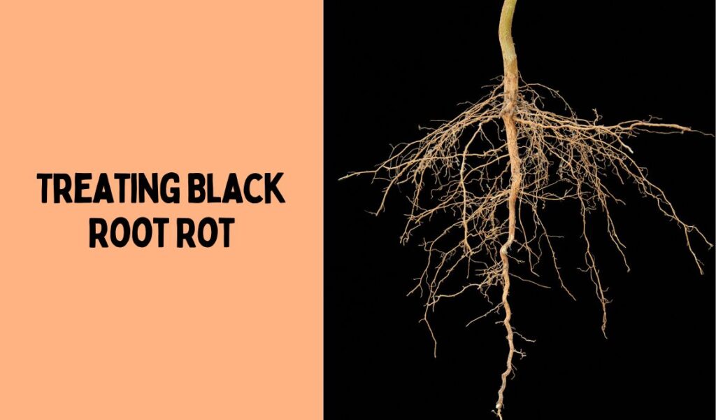 Treating Black Root Rot