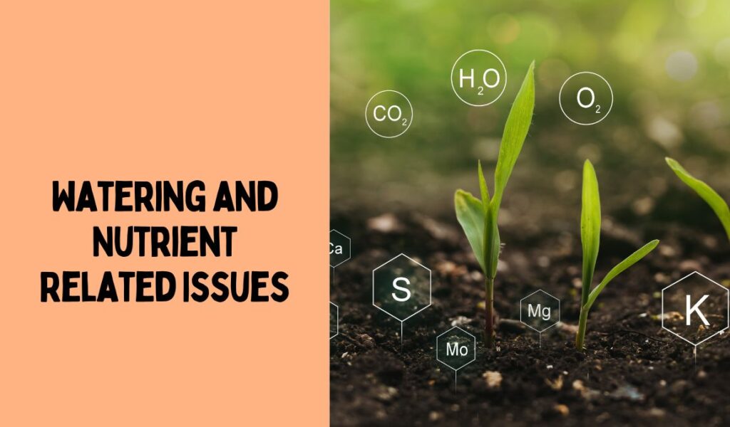 Watering and Nutrient Related Issues