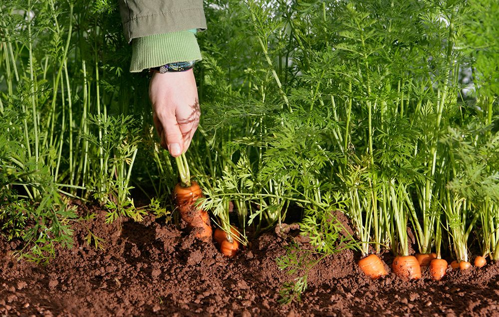 Growing a Successful Carrot Crop