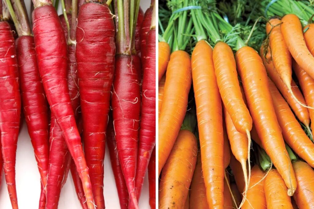 Difference between Red Carrots and Orange Carrots